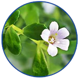 bacopa-monnieri