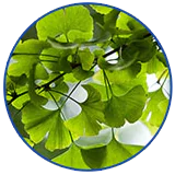 ginkgo-leaf